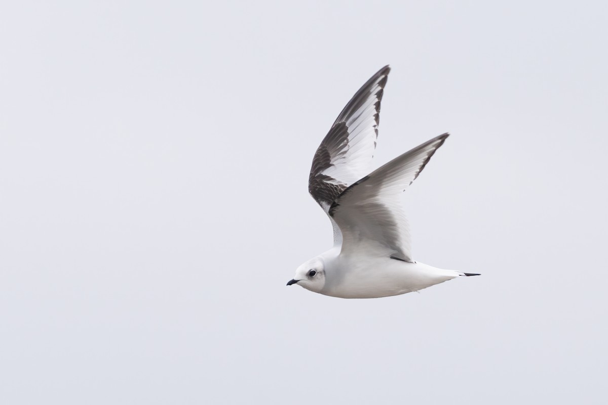 Ross's Gull - ML273781201