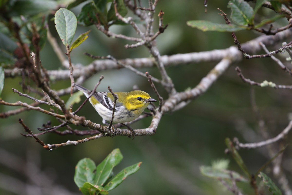 Black-throated Green Warbler - ML273786051