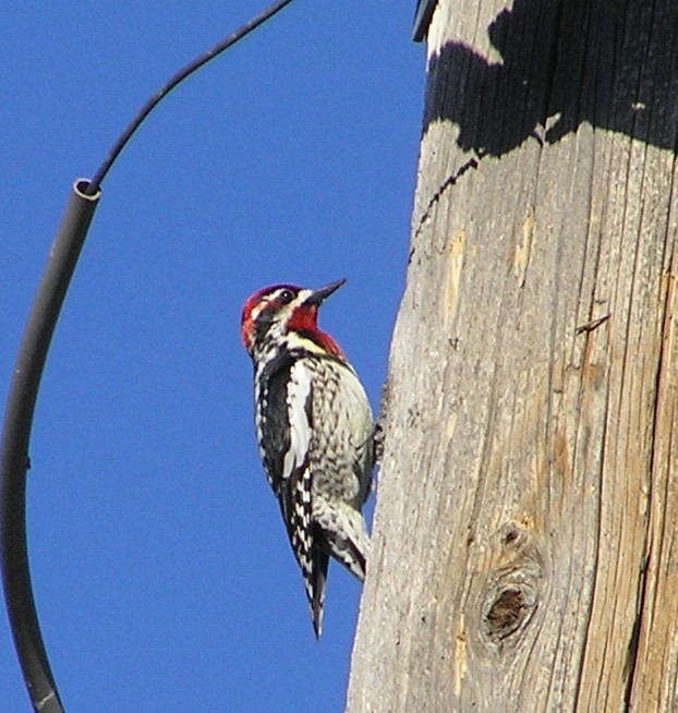 Red-naped Sapsucker - ML27378711