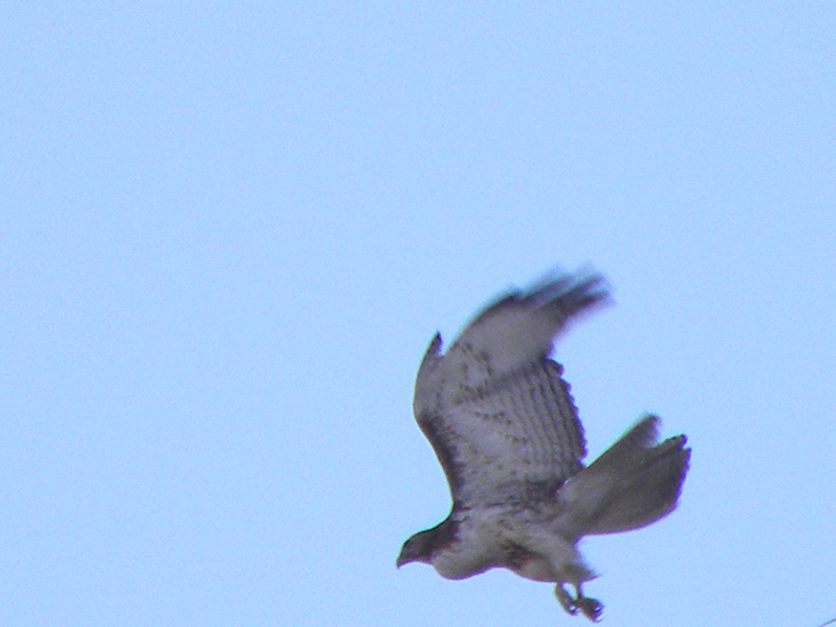 Red-tailed Hawk - ML27378811