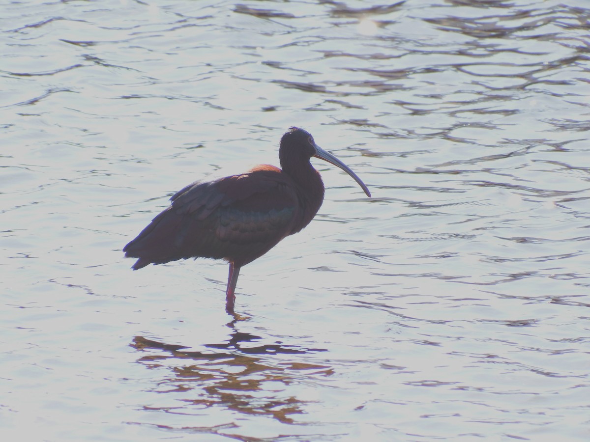 White-faced Ibis - ML27379121