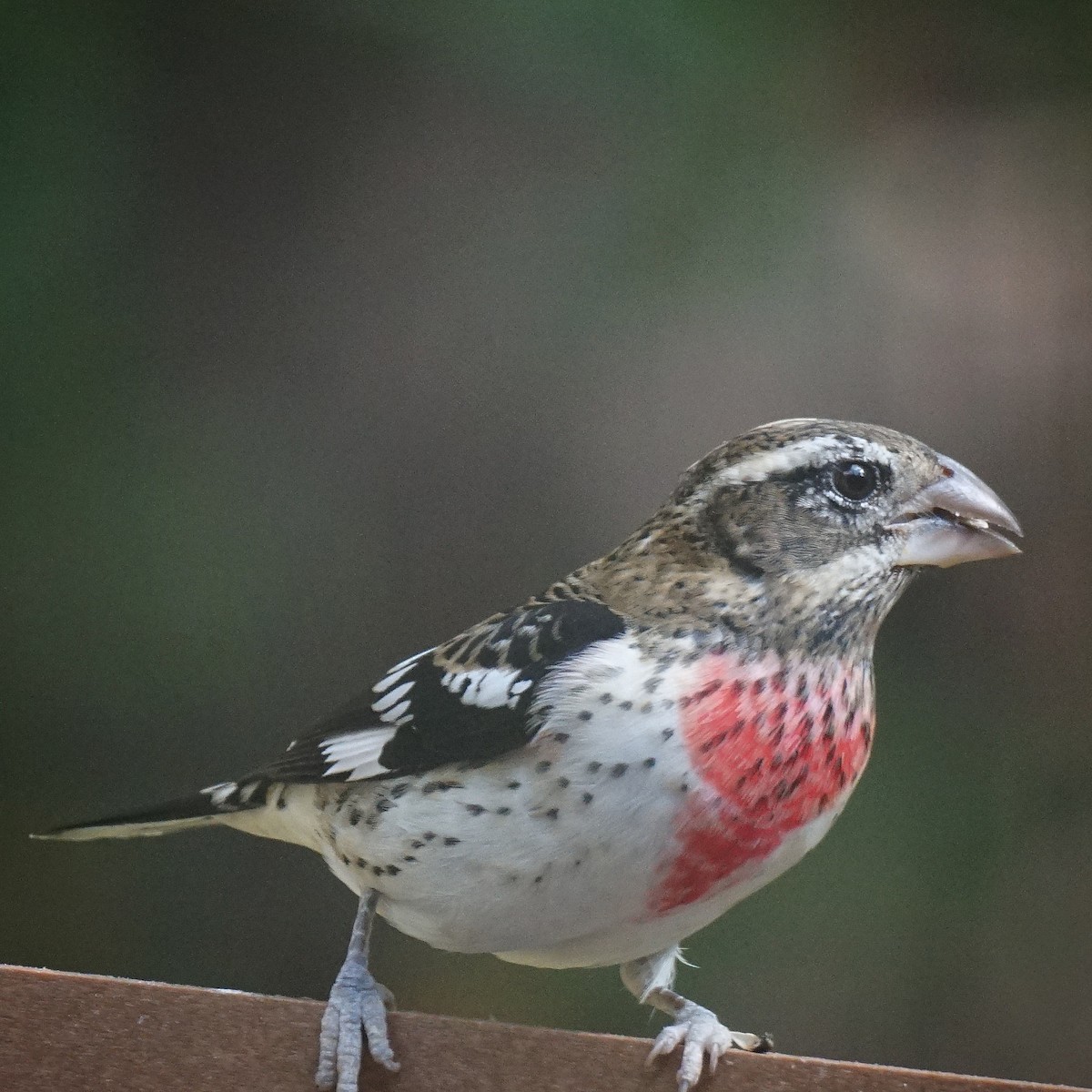 Rose-breasted Grosbeak - ML273792671