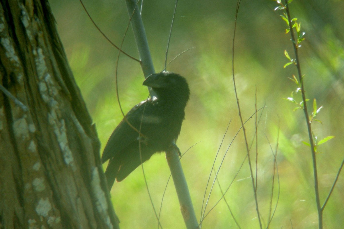 Groove-billed Ani - Cory Gregory