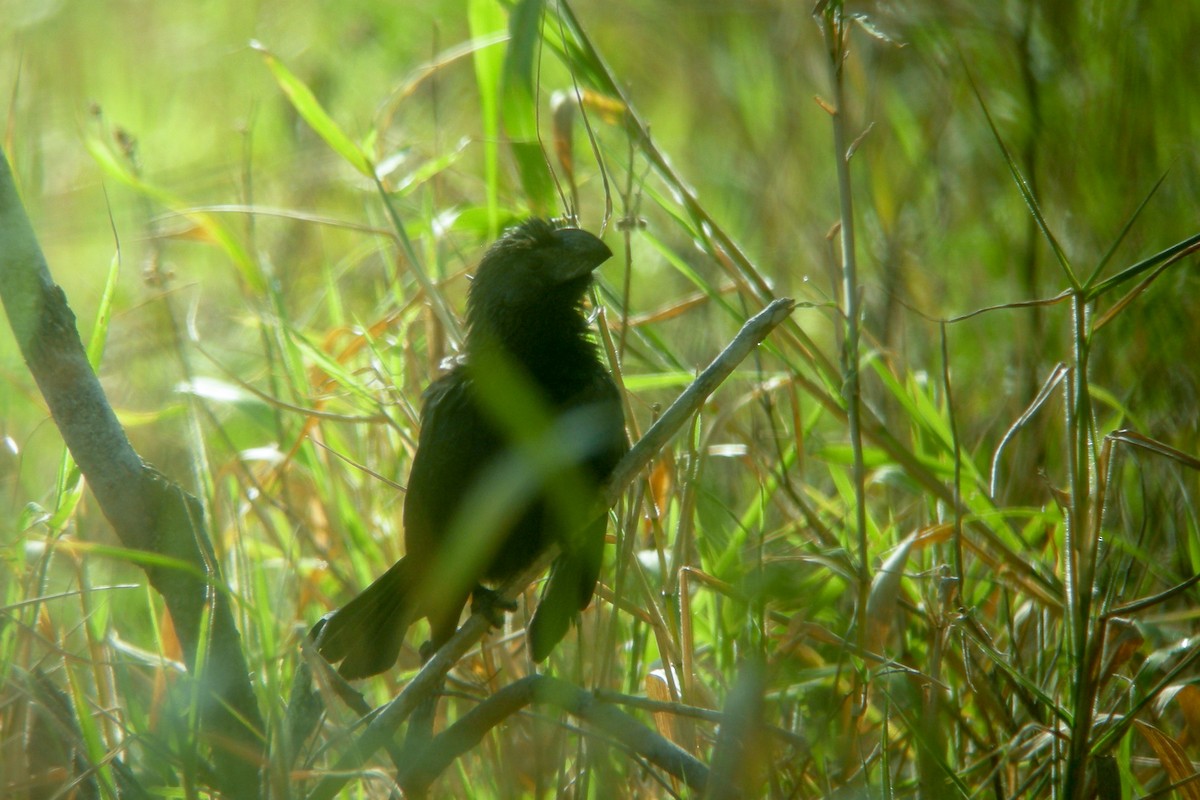 Groove-billed Ani - Cory Gregory