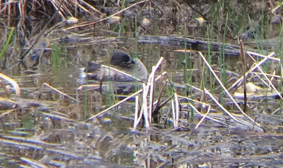 Pied-billed Grebe - Rachael  MacLagan