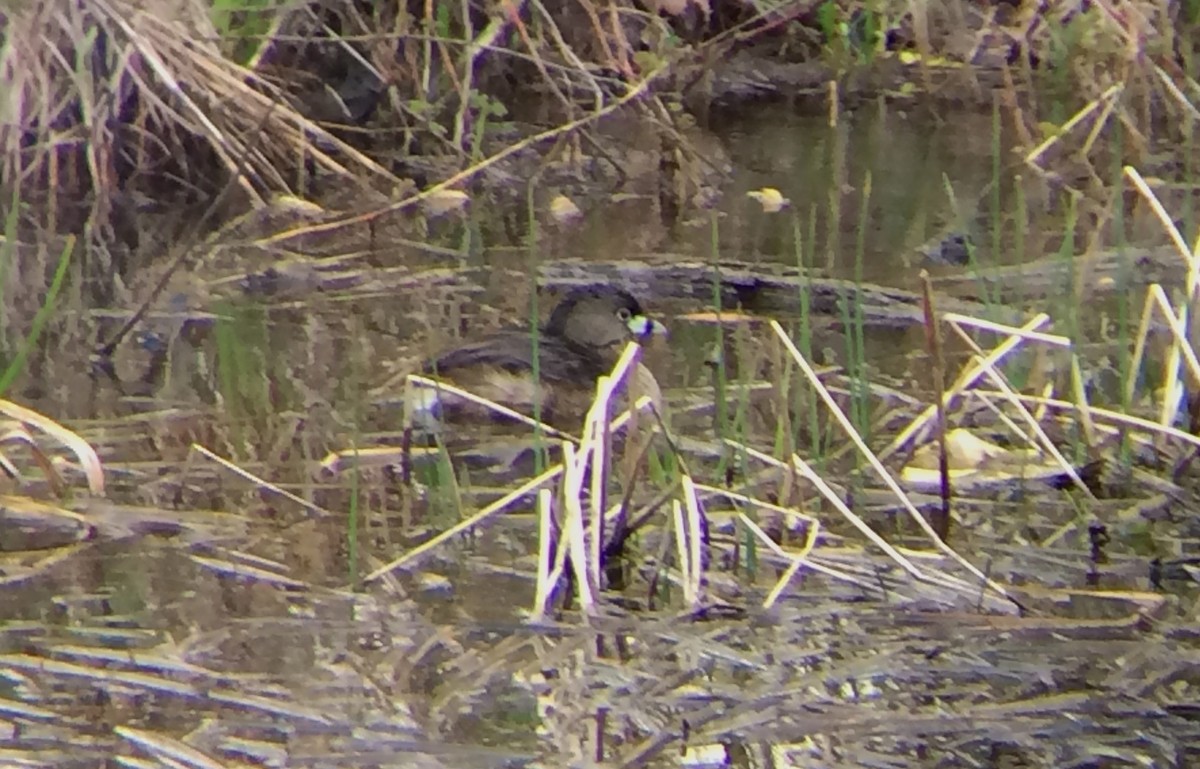 Pied-billed Grebe - ML27379451