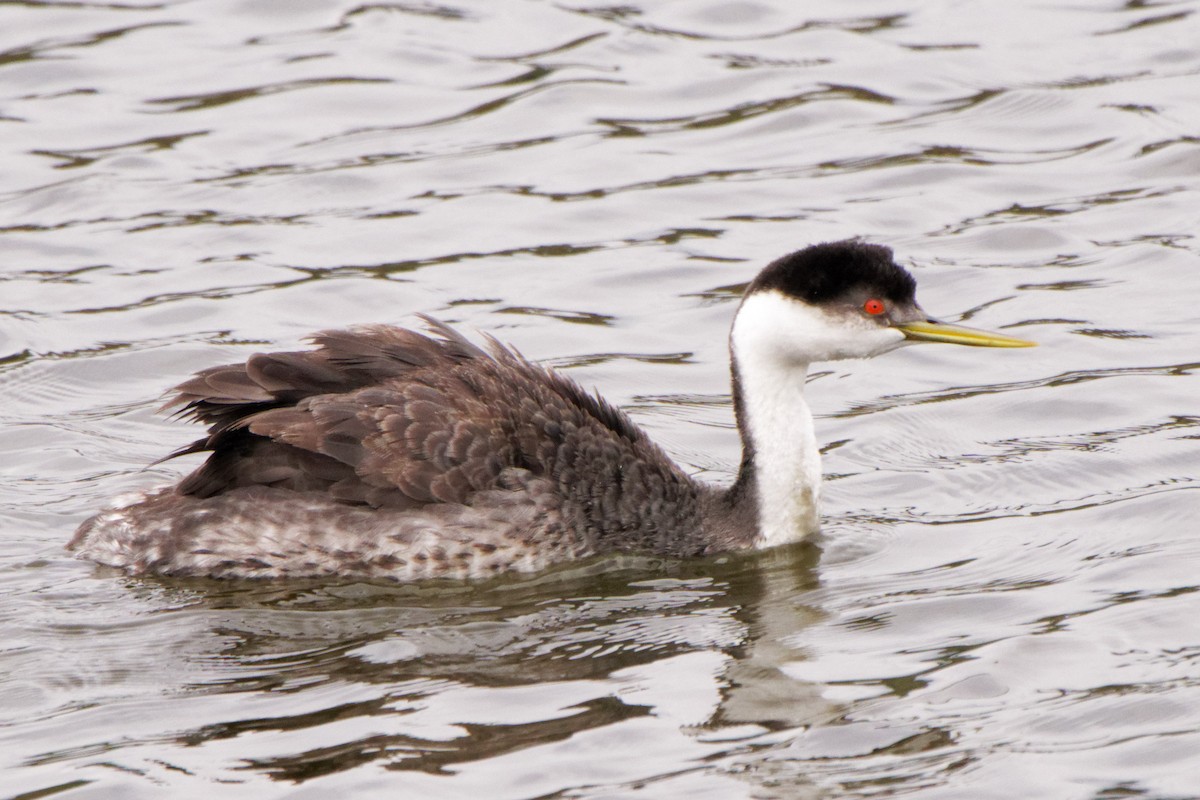 Western Grebe - ML273795801