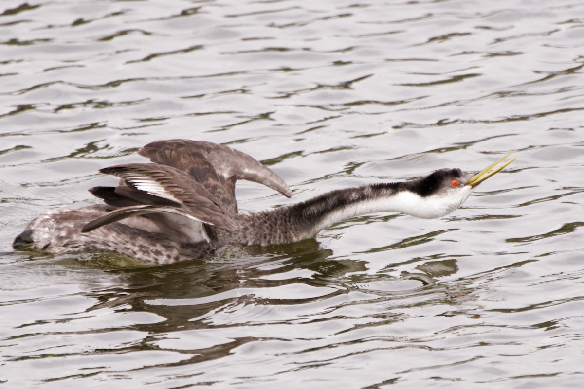 Western Grebe - ML273795841