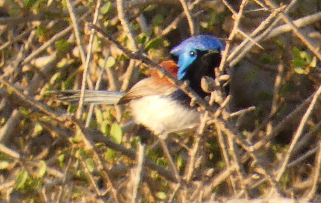 Purple-backed Fairywren (Purple-backed) - ML273796511