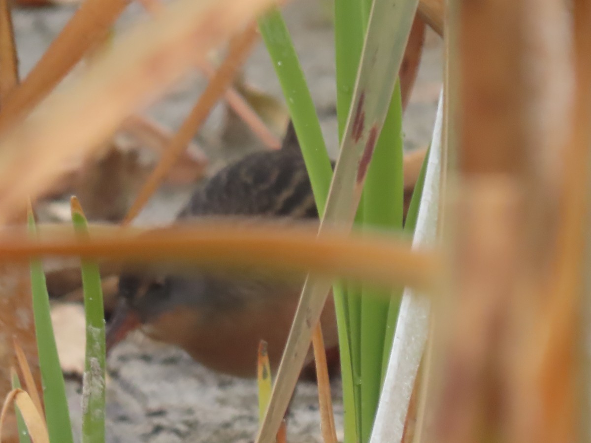 Virginia Rail - ML273797241