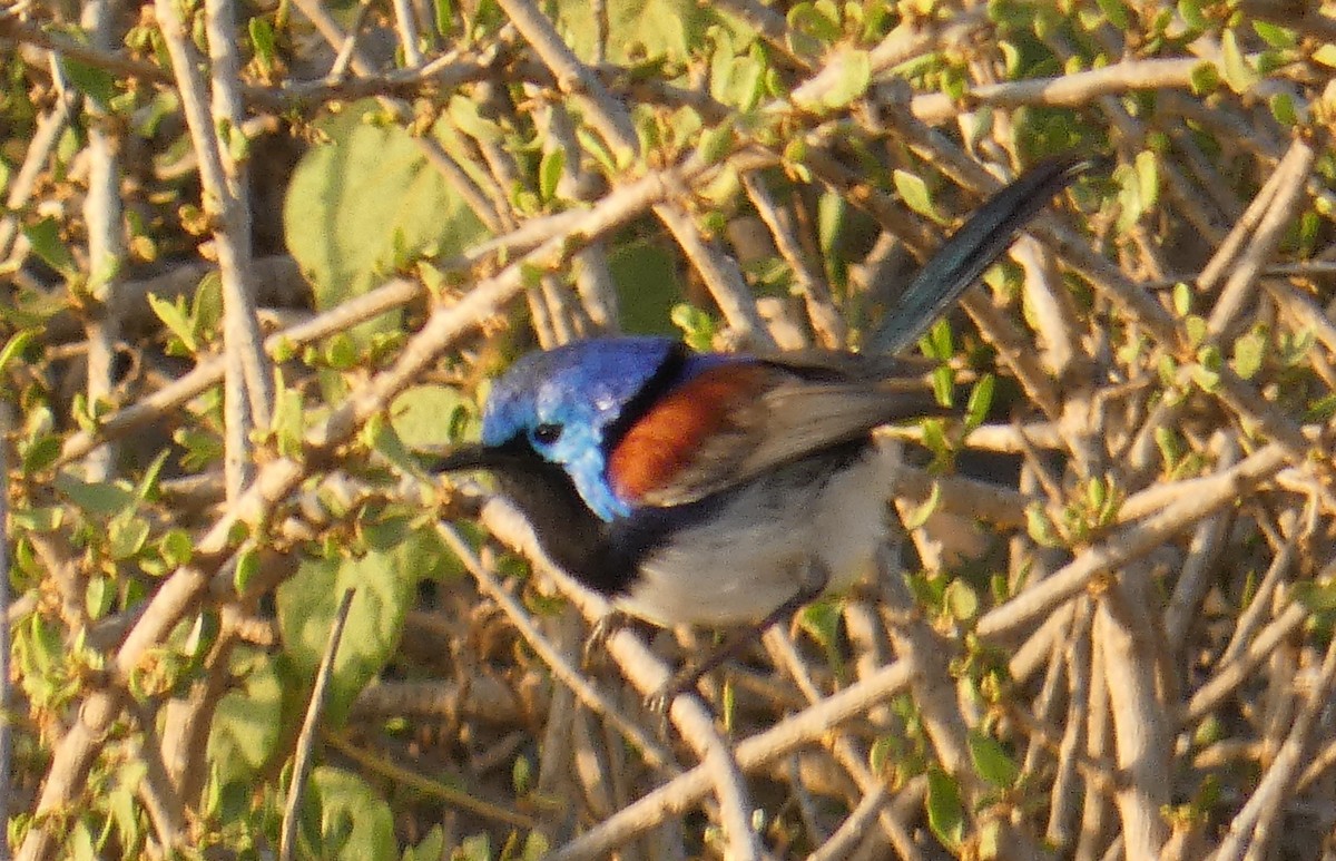 Purple-backed Fairywren (Purple-backed) - ML273797291