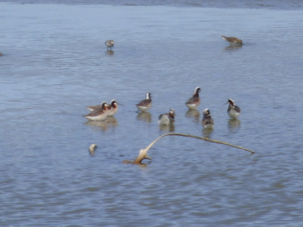 Wilson's Phalarope - ML27379781