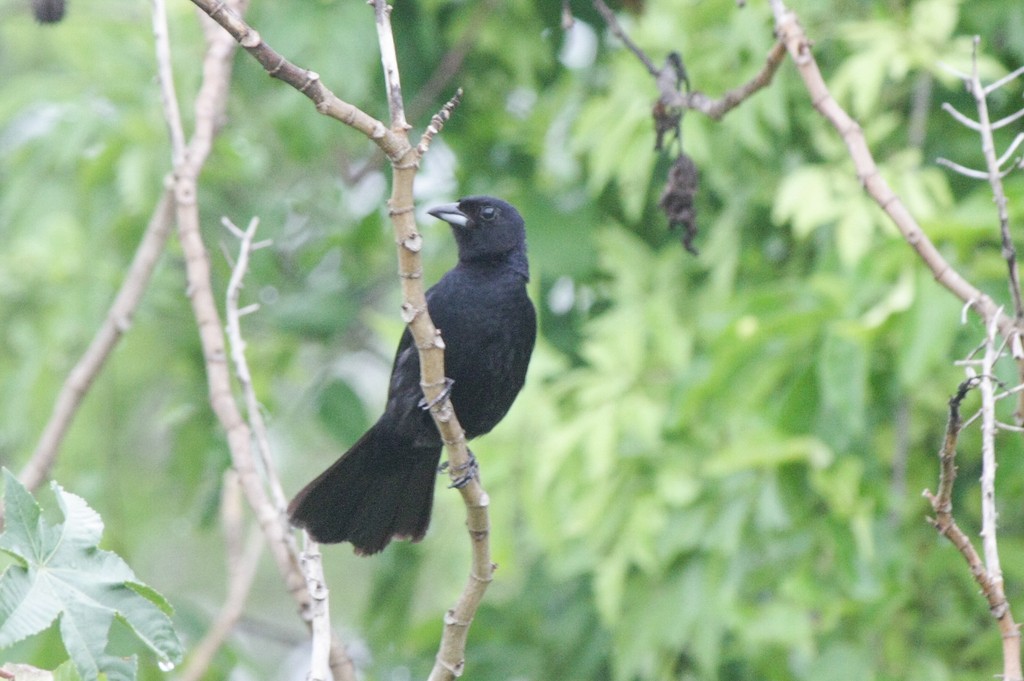 White-lined Tanager - ML273799631