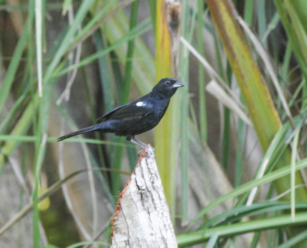 White-lined Tanager - ML273799641