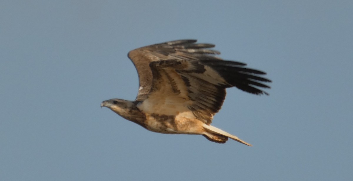 White-bellied Sea-Eagle - ML273799681