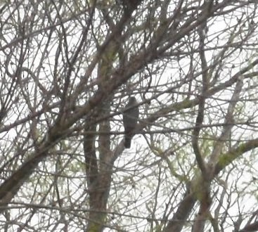 Sharp-shinned/Cooper's Hawk - ML27380181