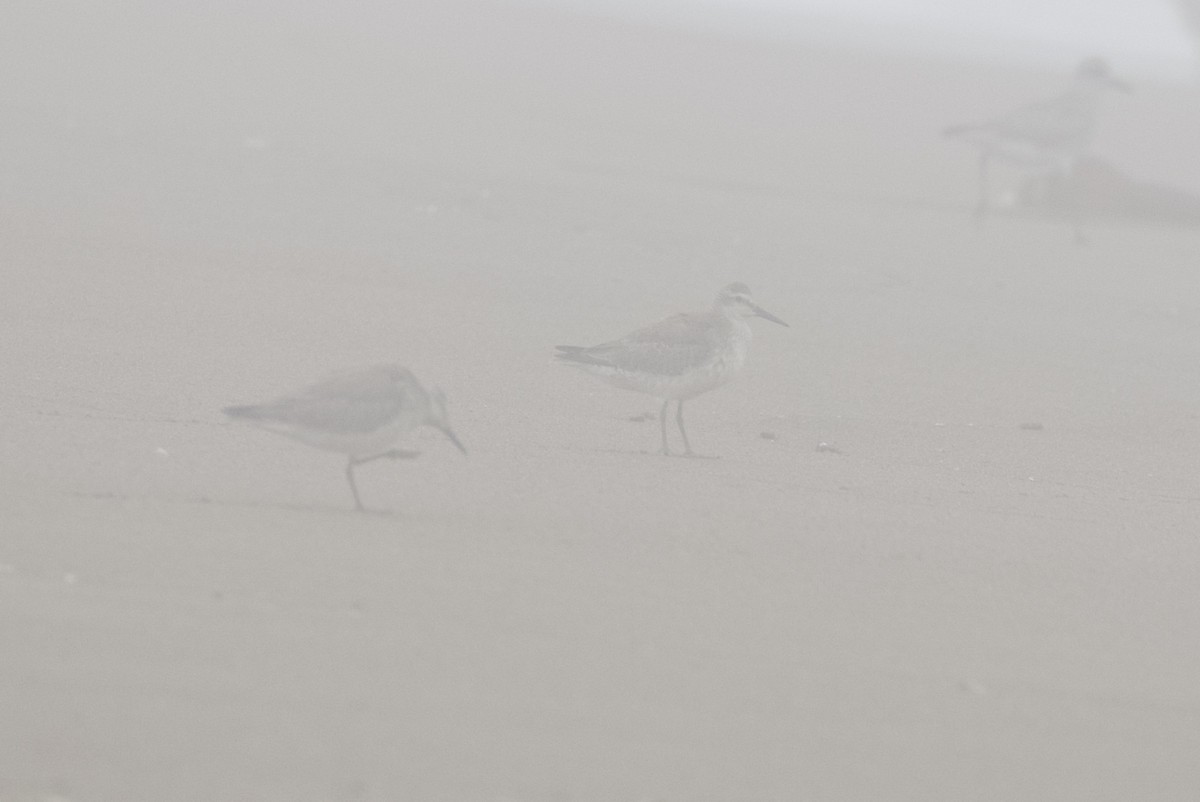 Red Knot - Eric Heisey