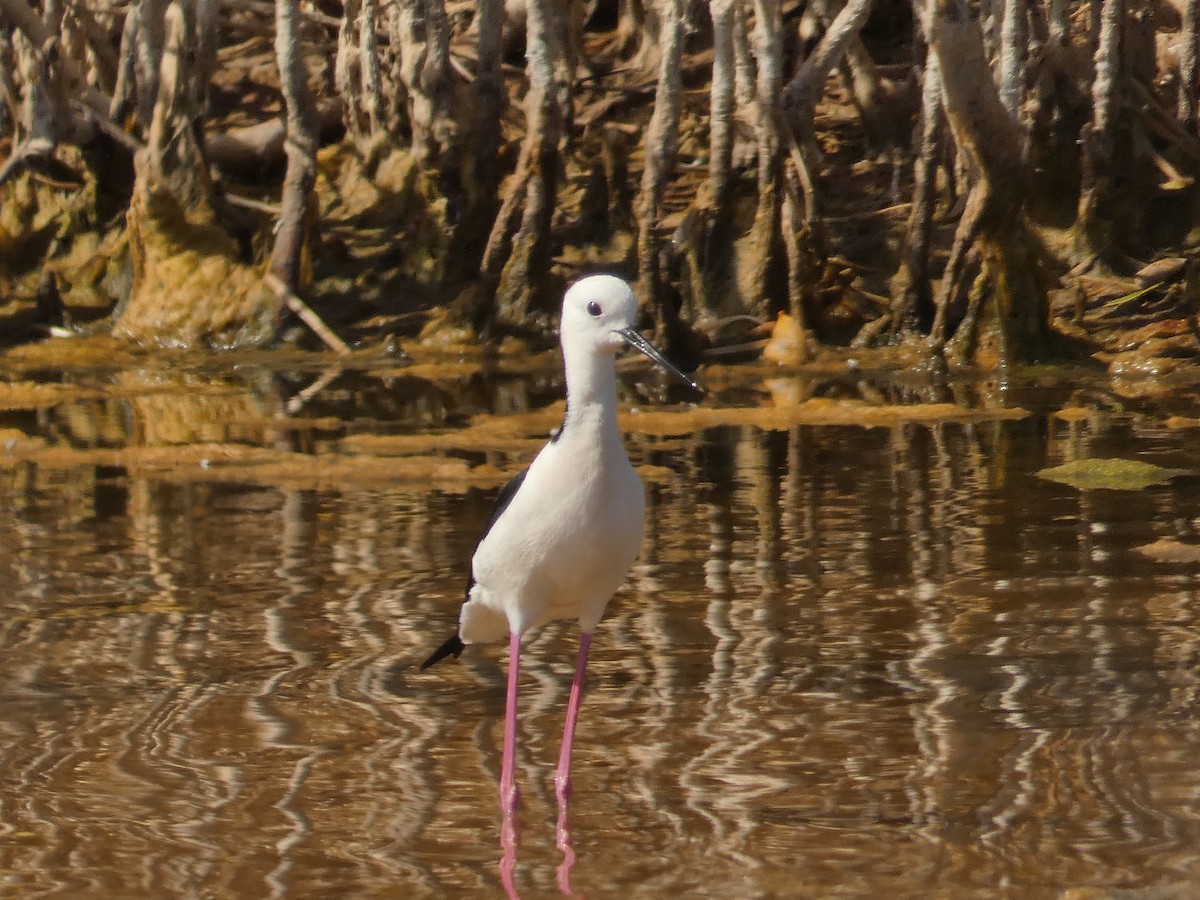 Pied Stilt - Rose Ferrell