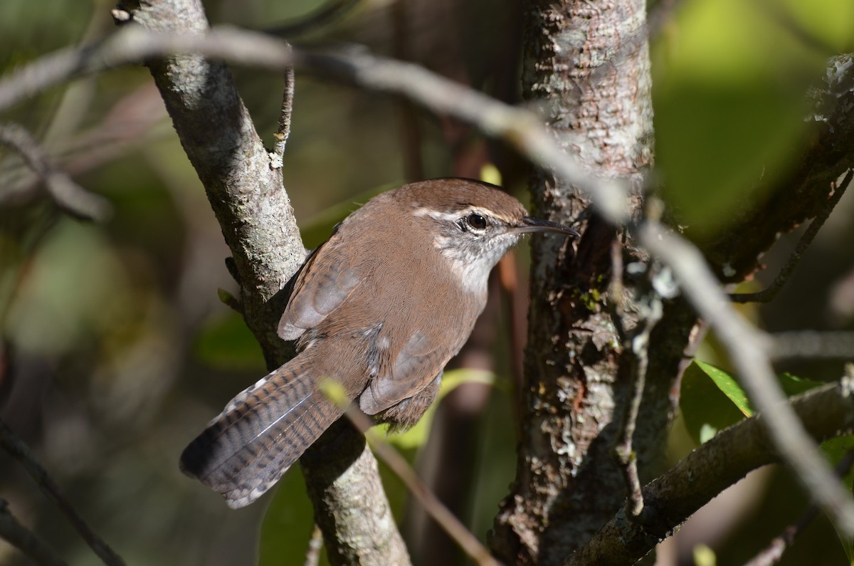 Bewick's Wren - Andrew Jacobs