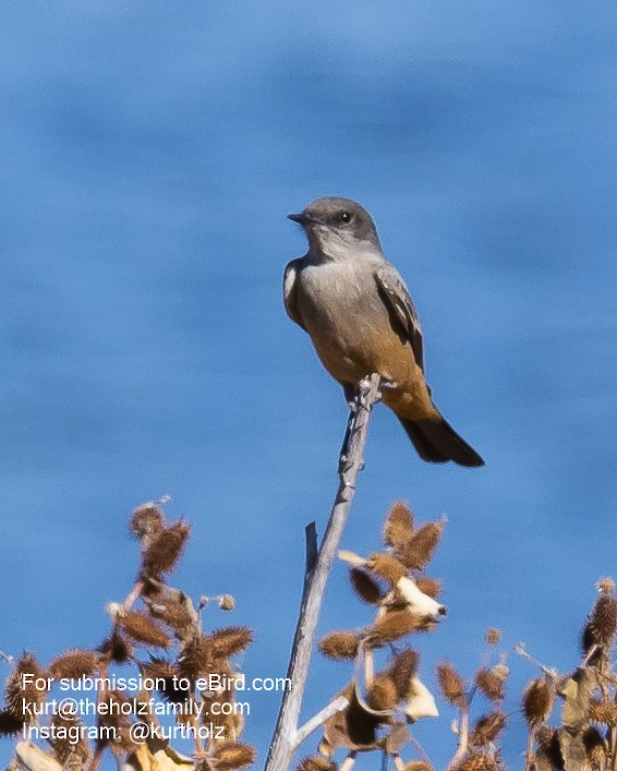 Say's Phoebe - Kurt Holz