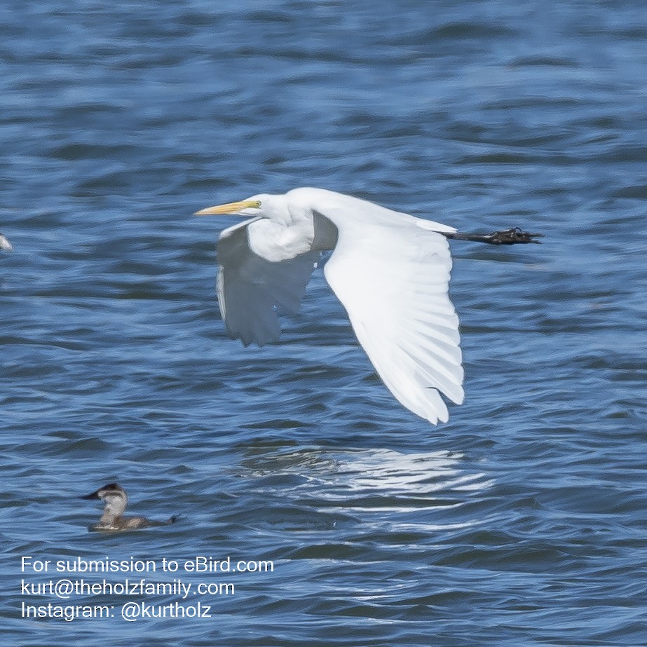 Great Egret - ML273804091