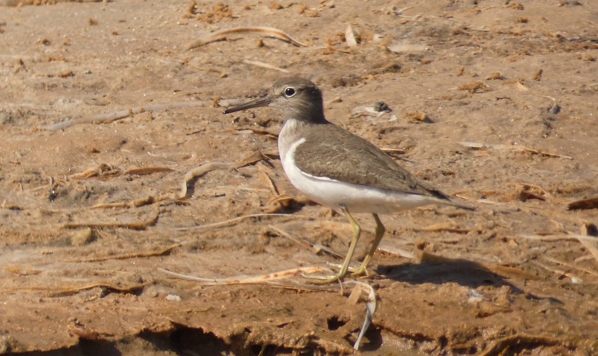 Common Sandpiper - ML273804111