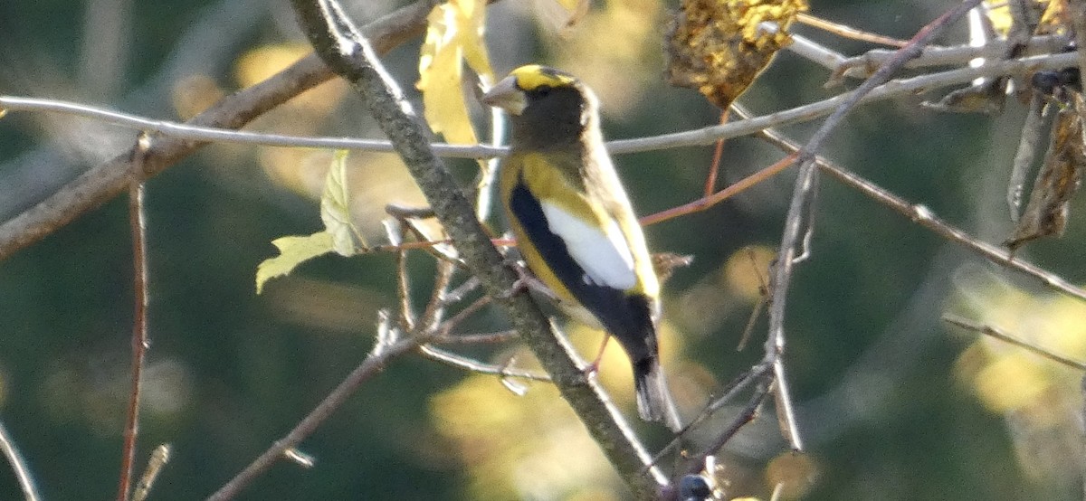Evening Grosbeak - Matt Holquist