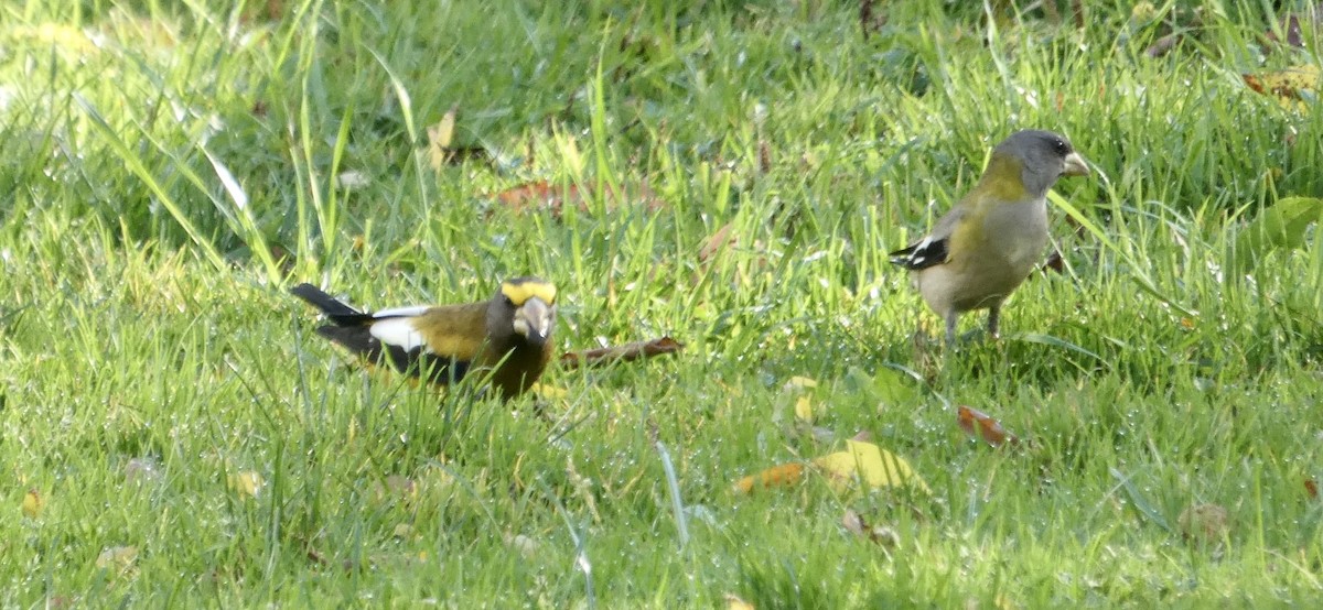 Evening Grosbeak - Matt Holquist