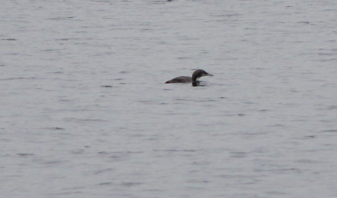 Pacific Loon - ML273804741