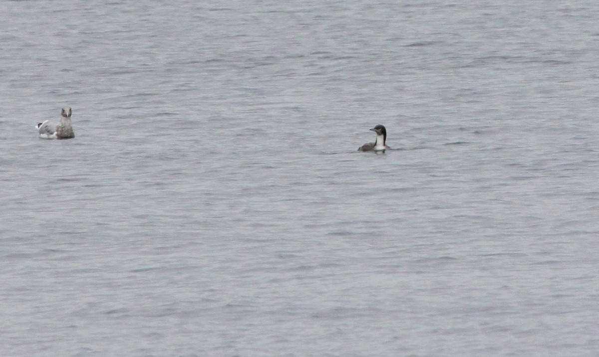 Pacific Loon - ML273804751