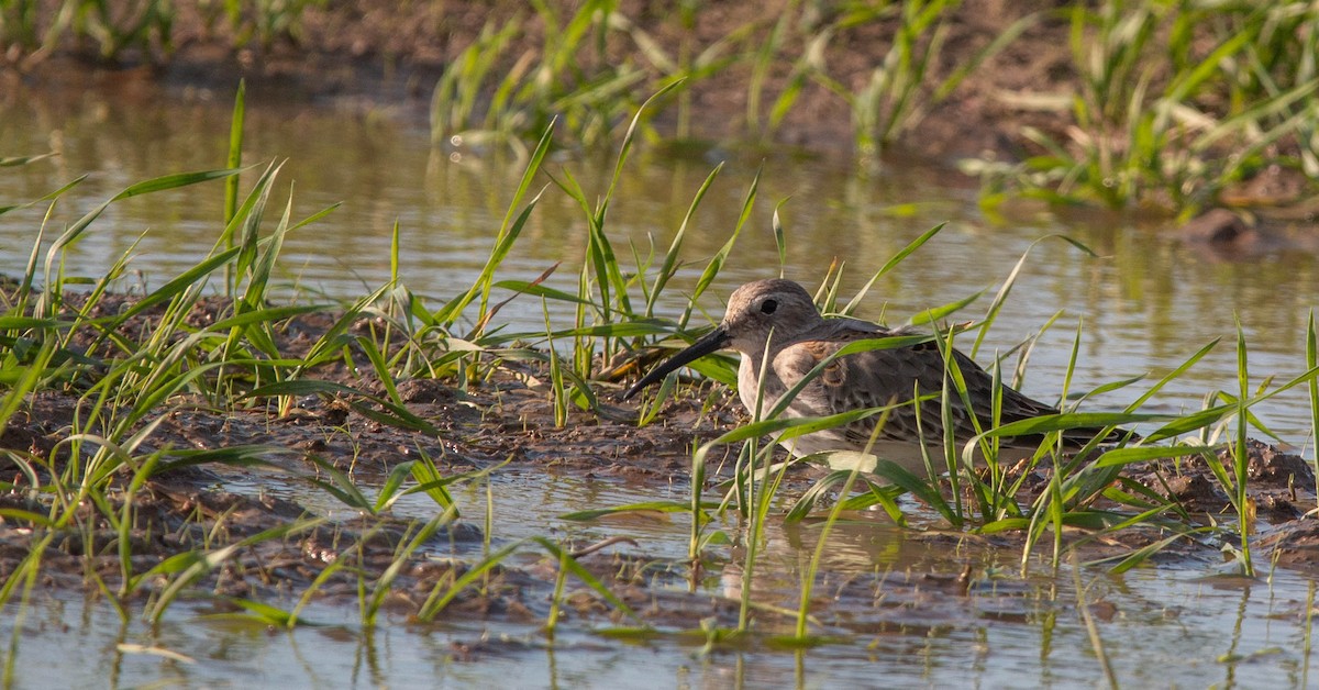 Bécasseau variable - ML273805411