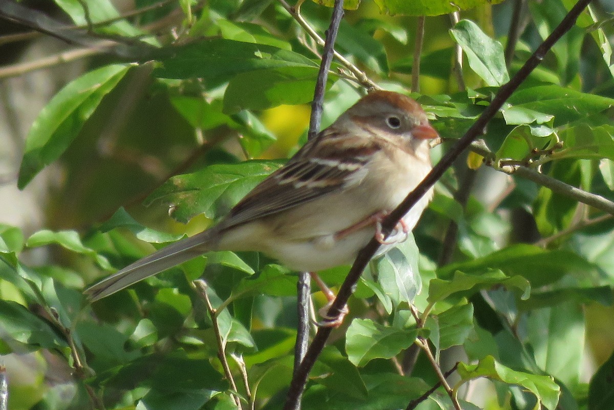 Field Sparrow - ML273806891