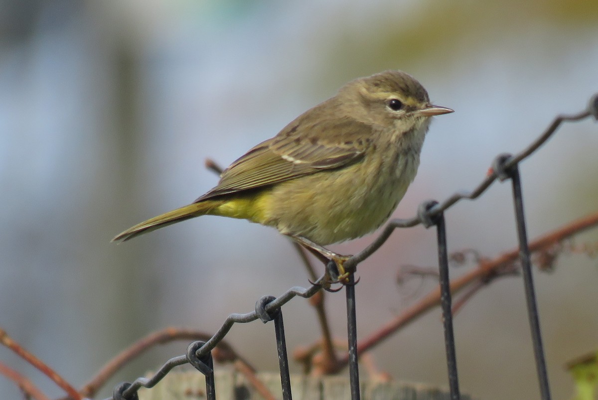 Palm Warbler - ML273807031