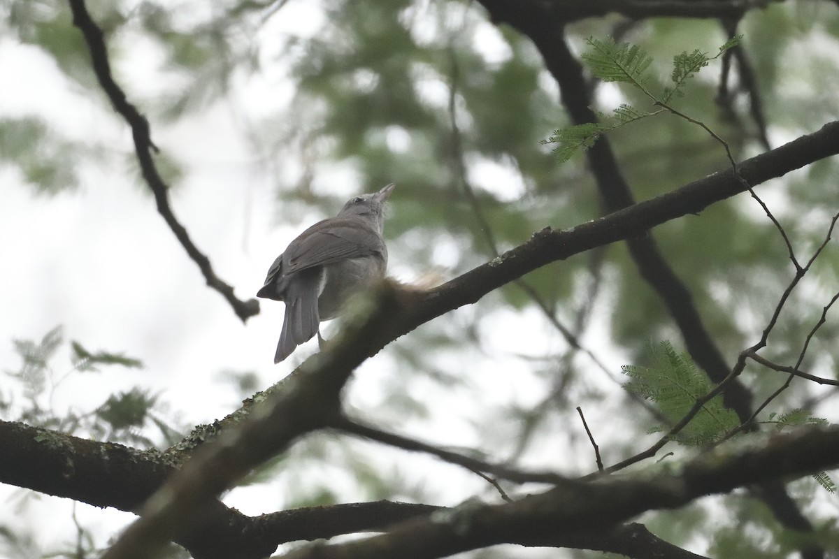 Gray Shrikethrush - ML273807811