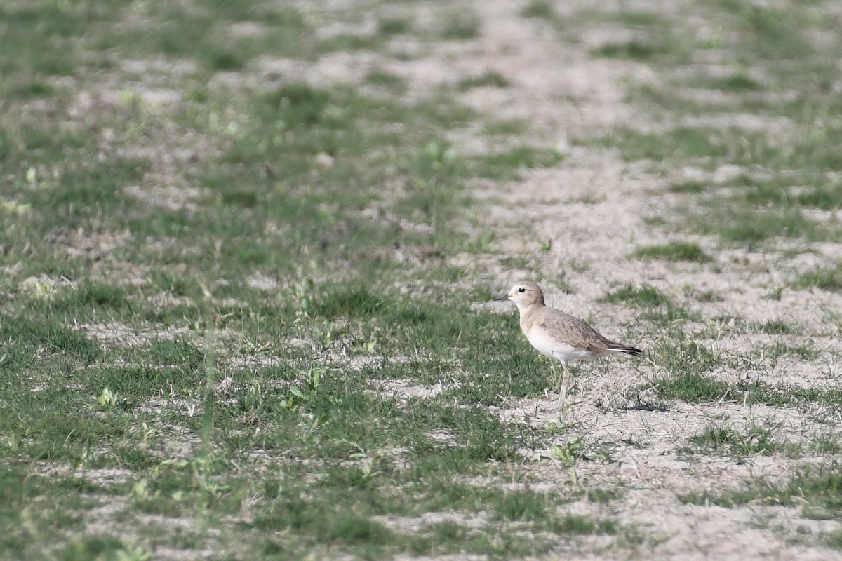 Mountain Plover - ML273808121