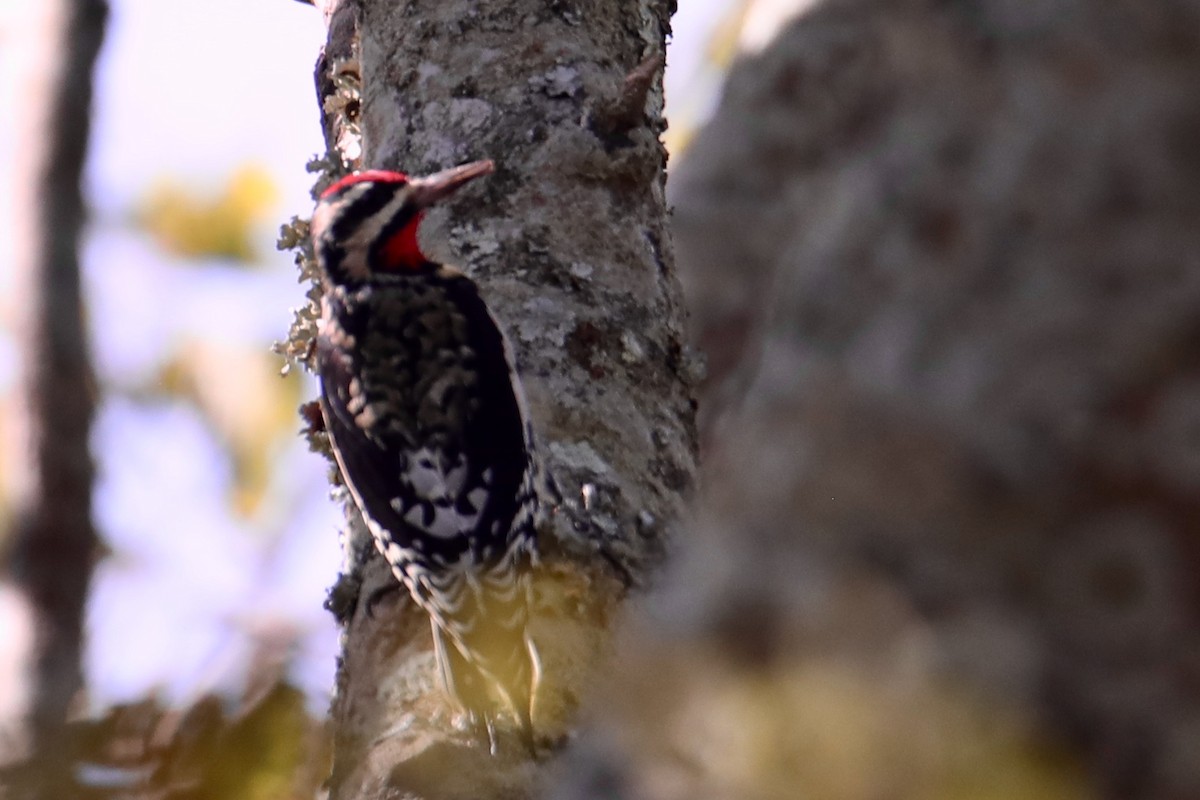 Yellow-bellied Sapsucker - Gustino Lanese