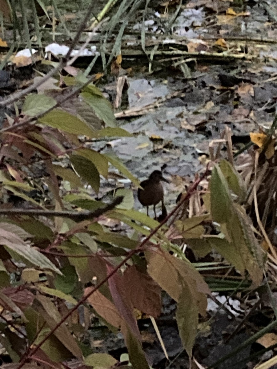 Virginia Rail - ML273809591