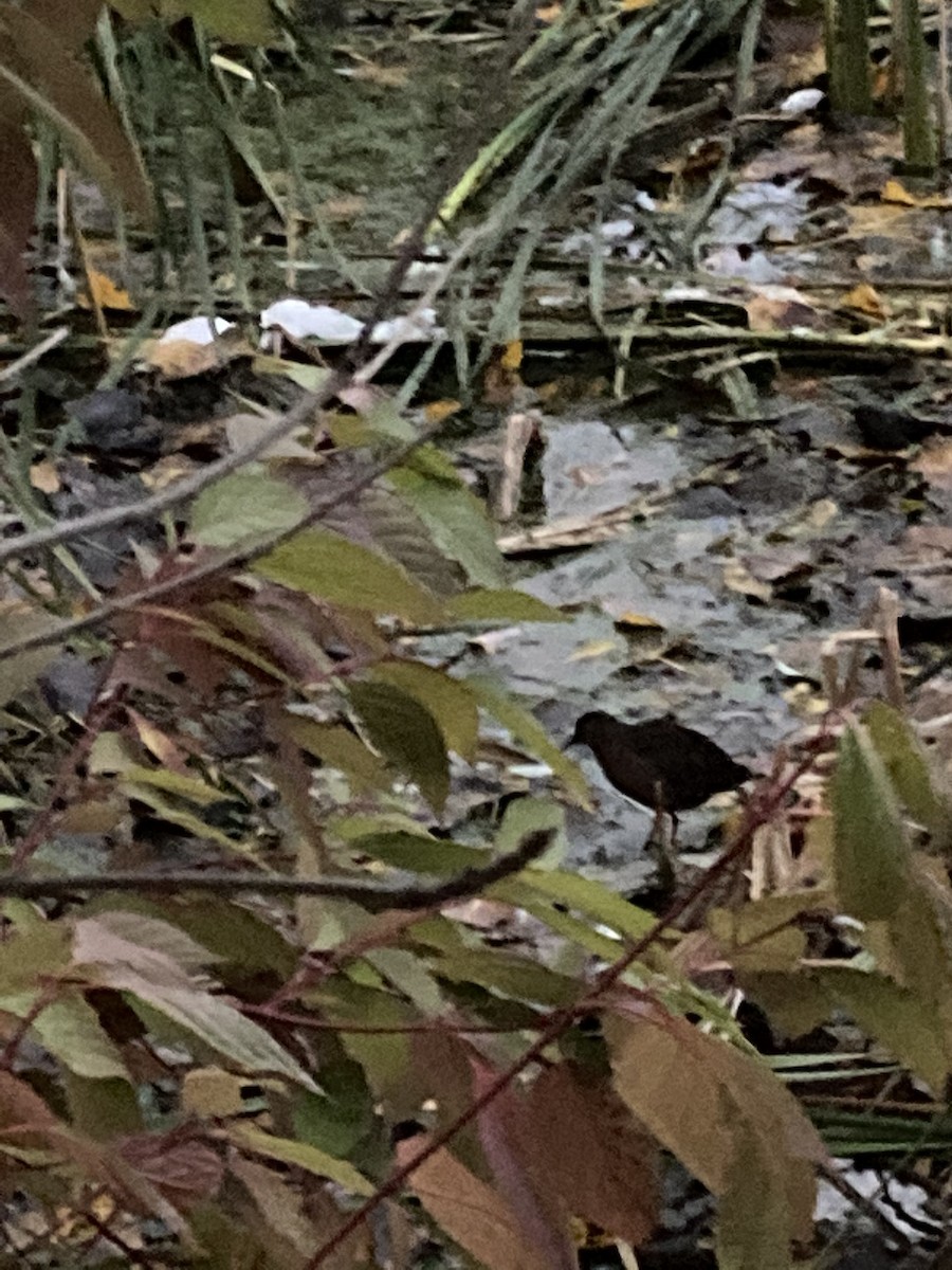 Virginia Rail - ML273809661