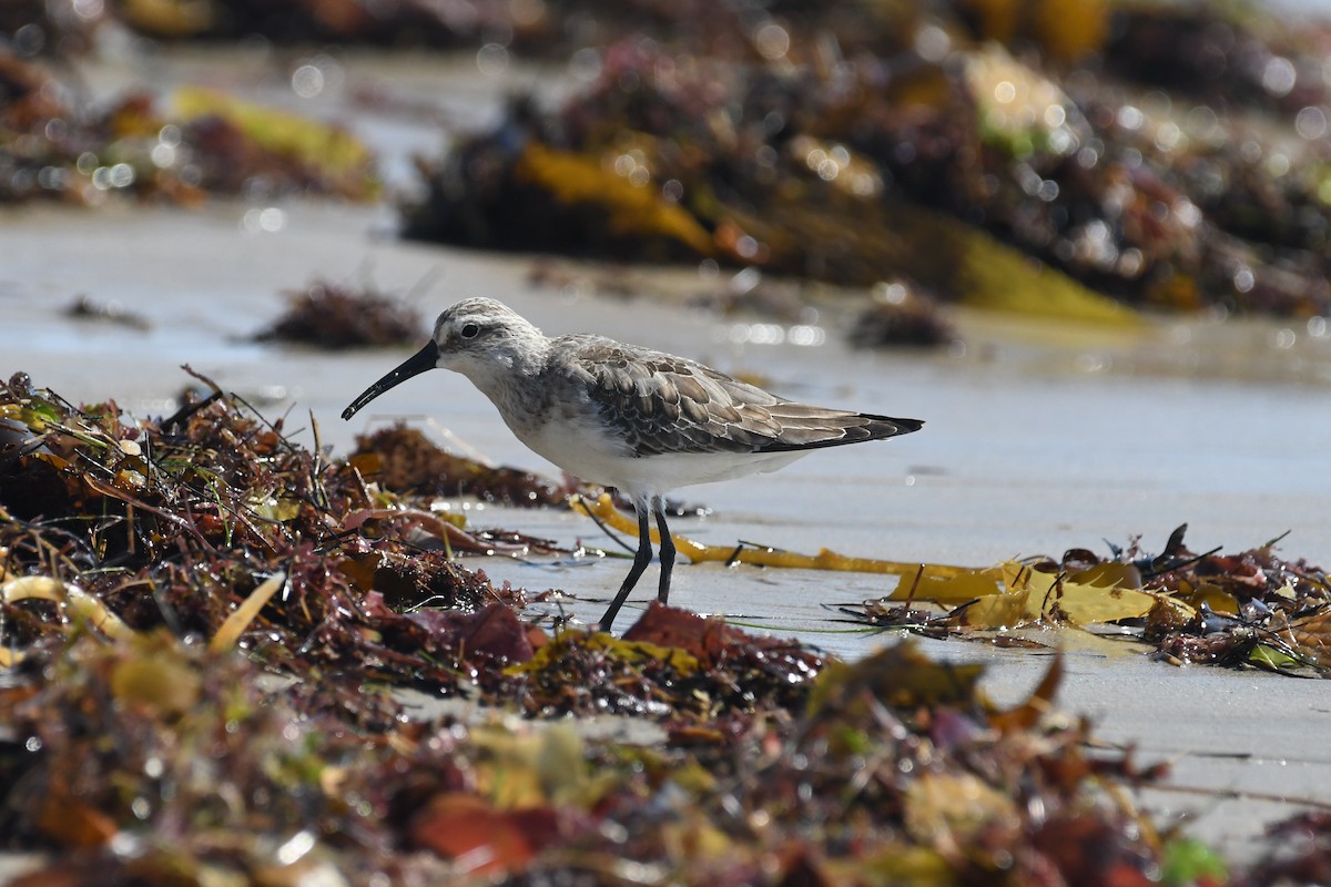 Sichelstrandläufer - ML273810521