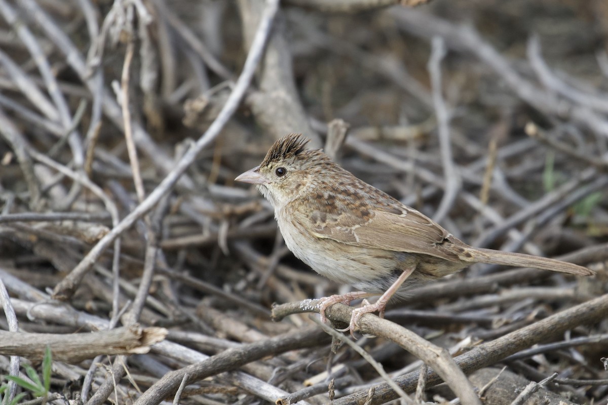 Cassin's Sparrow - Eric Heisey