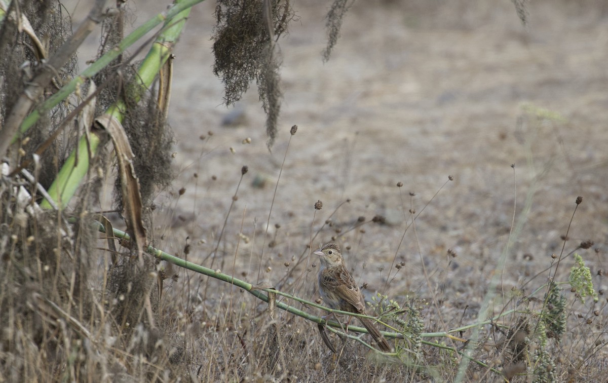 Cassin's Sparrow - ML273812001