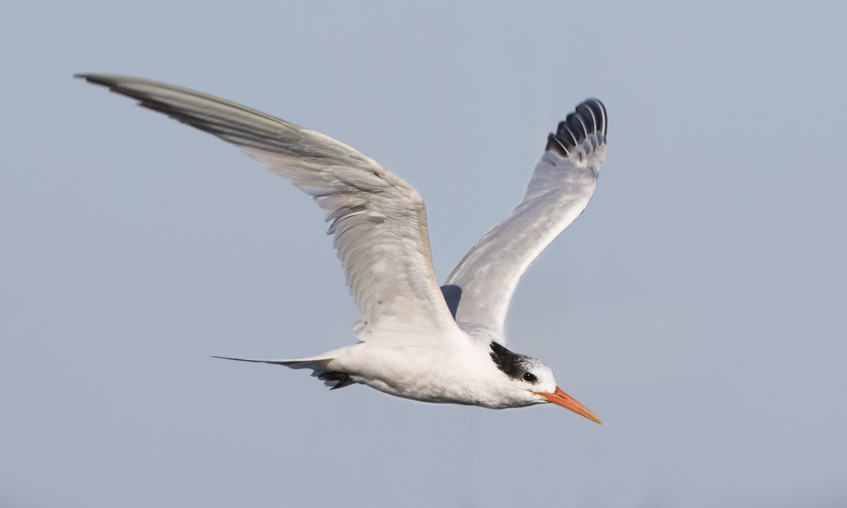 Elegant Tern - Brian Sullivan
