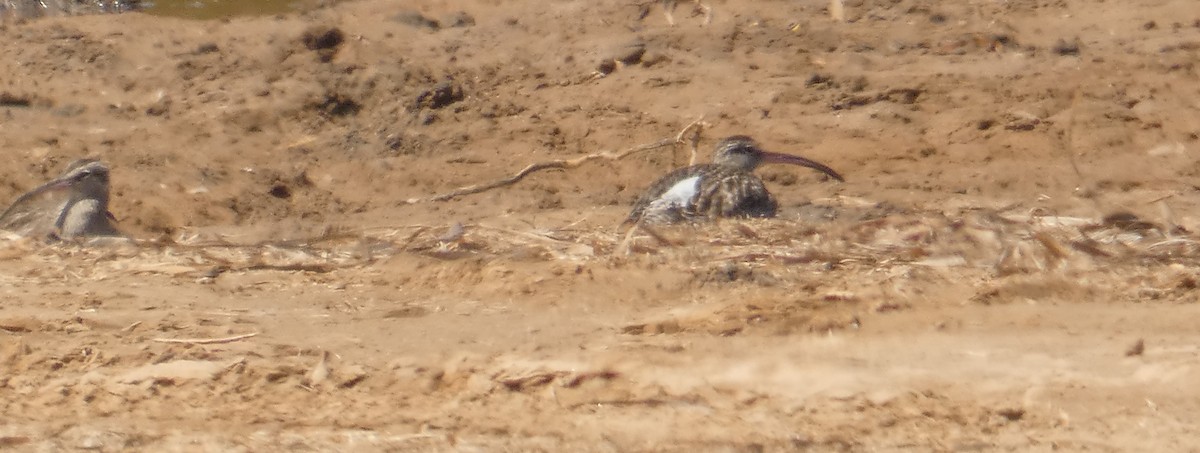 Whimbrel (Siberian) - ML273813041