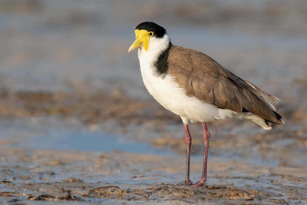 Masked Lapwing - ML273813251