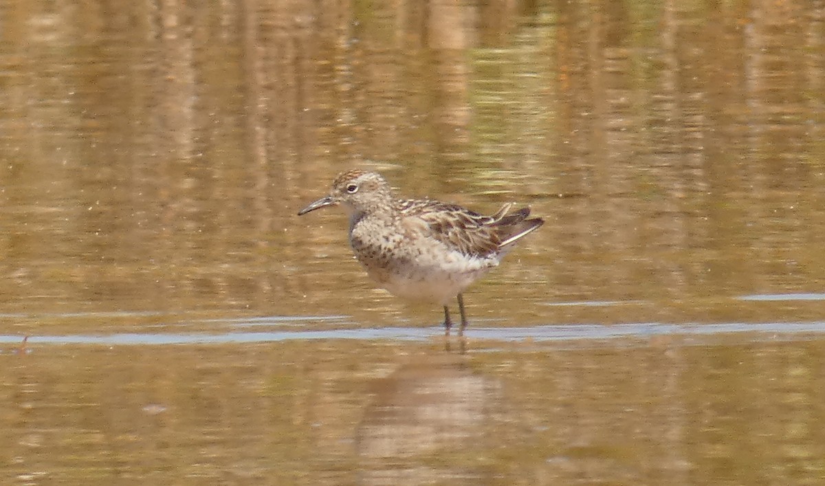 Sharp-tailed Sandpiper - Rose Ferrell