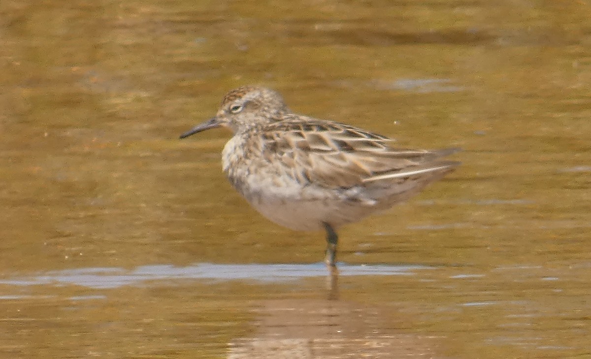 Sharp-tailed Sandpiper - Rose Ferrell