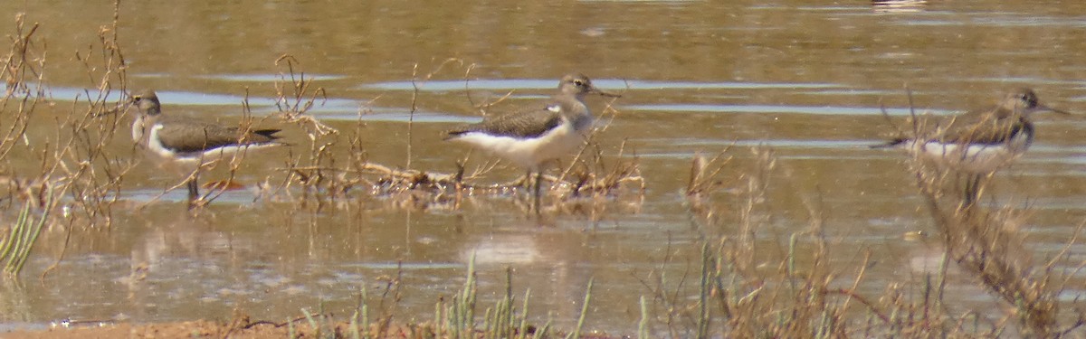 Common Sandpiper - ML273813451