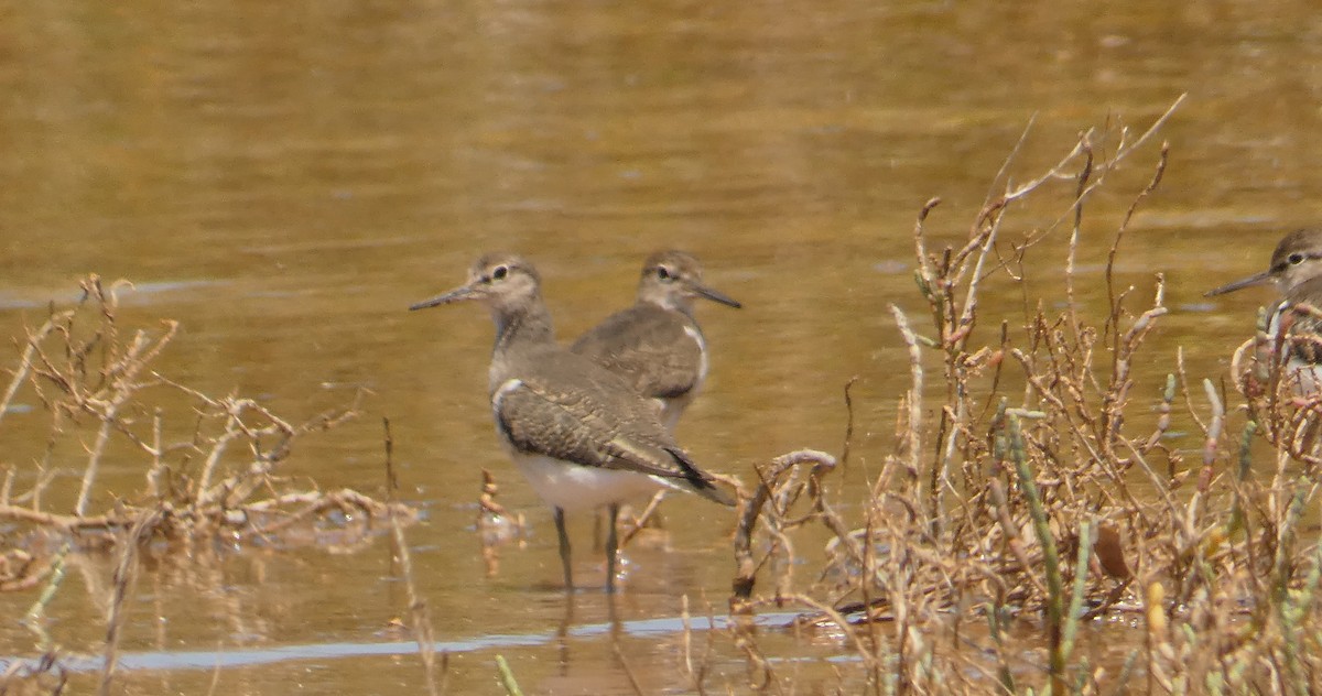 Common Sandpiper - Rose Ferrell