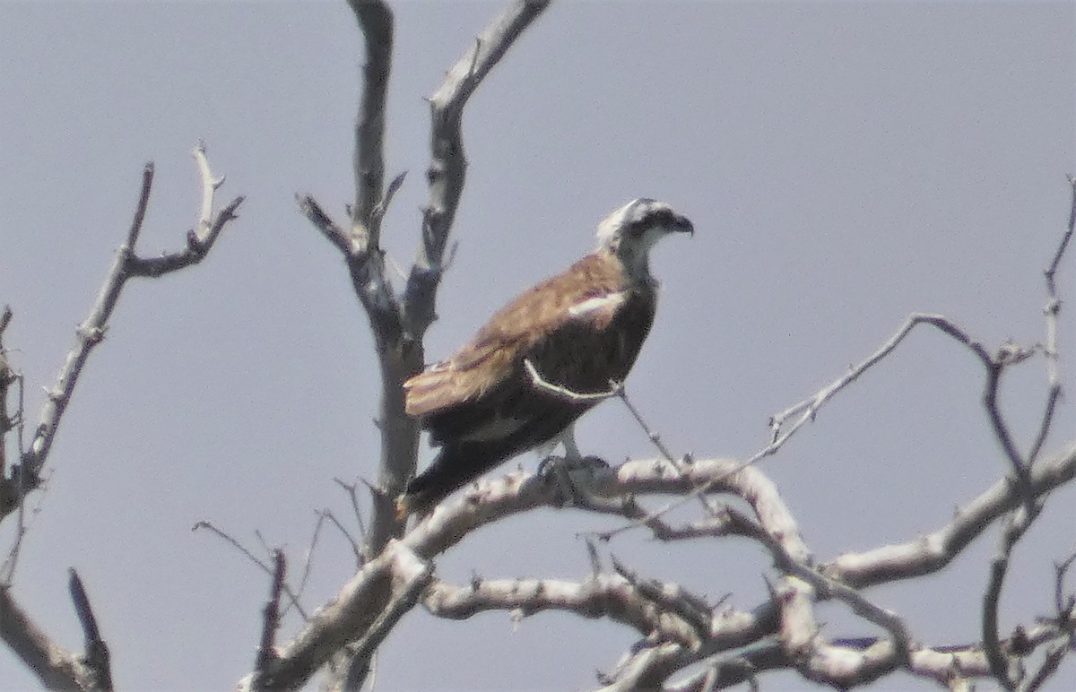 Osprey (Australasian) - Rose Ferrell