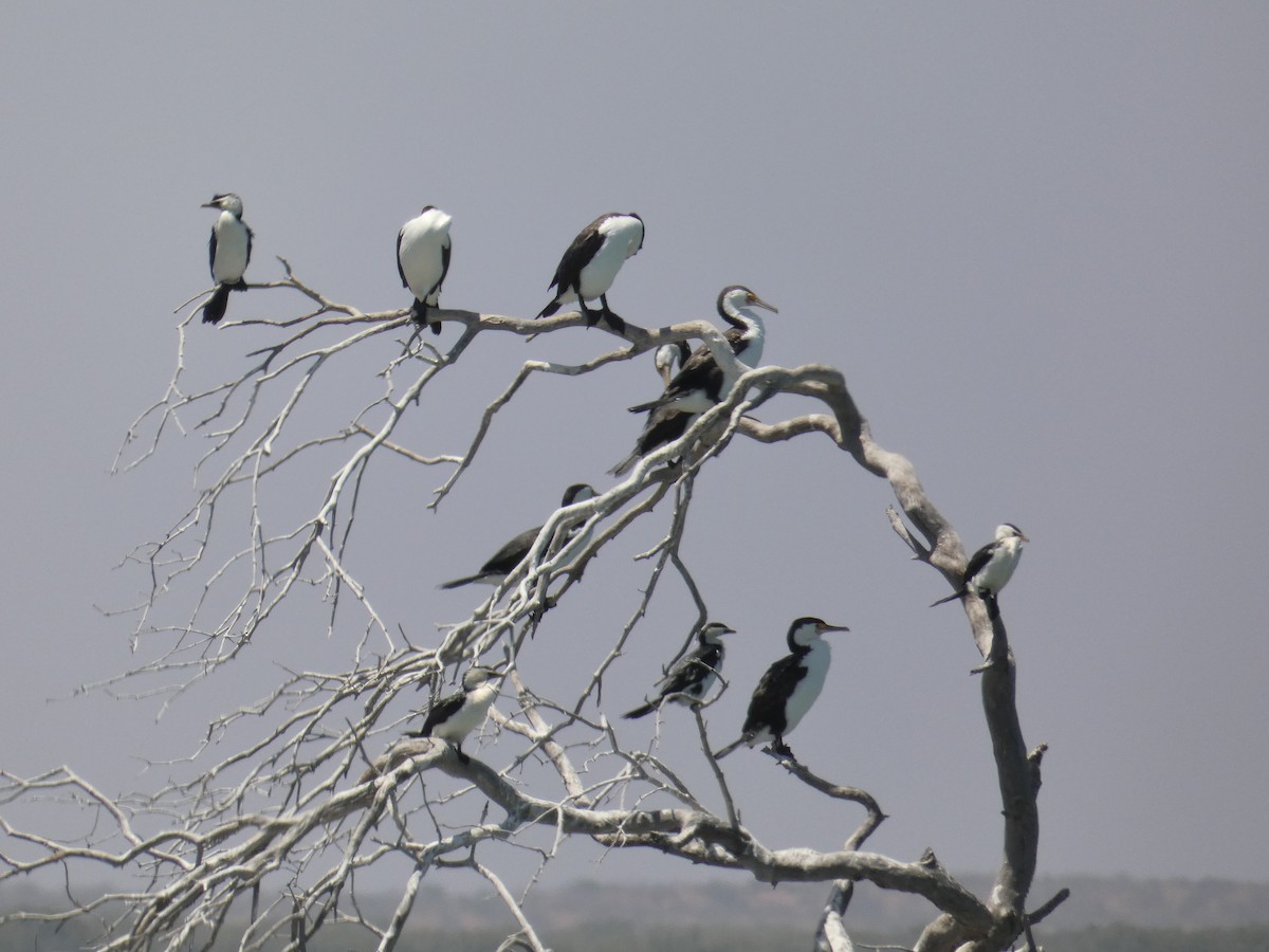 Little Pied Cormorant - ML273814091